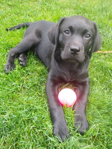 Angus