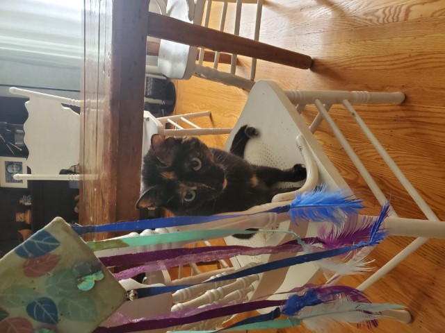 Catniss