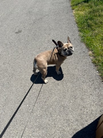Della