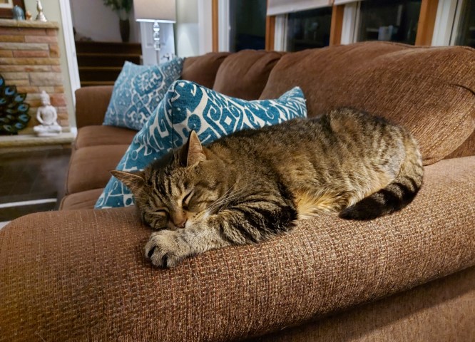 Dottie