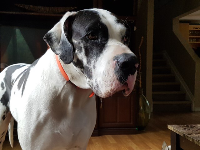 Duke