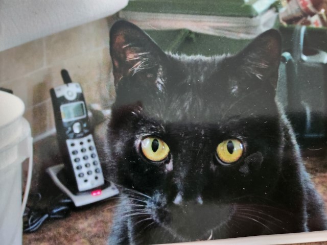 Ebony