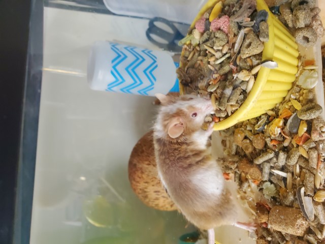 Elvis