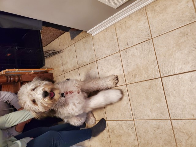 Fergus