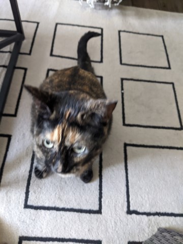 Gracie