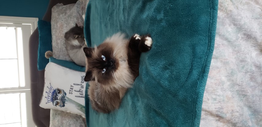 Hugo