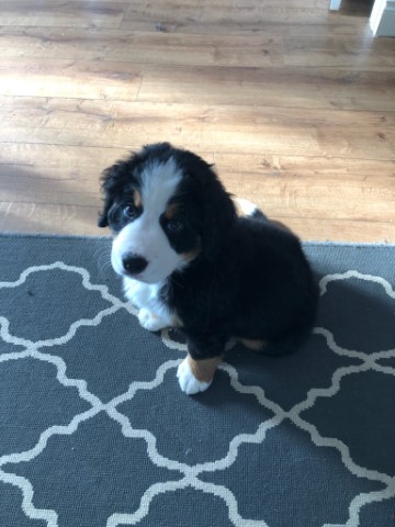 Indy