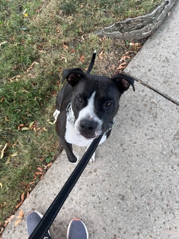 Jessie