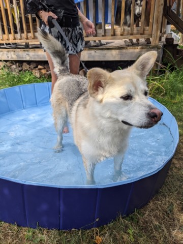 Koda