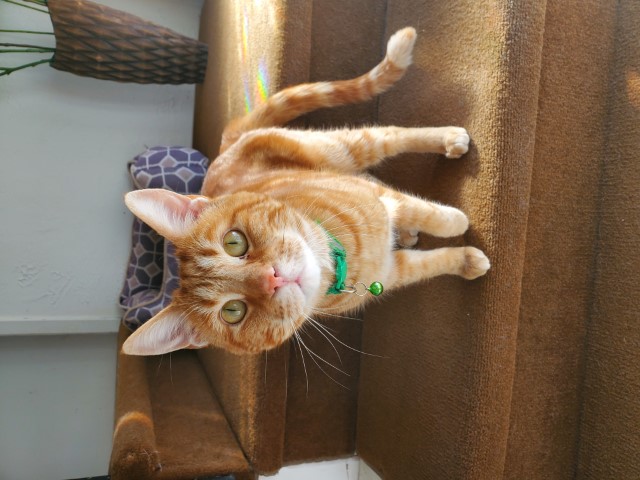 Leo