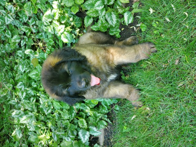 Leonard