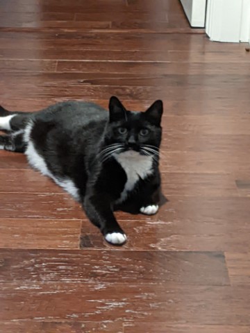 Louie