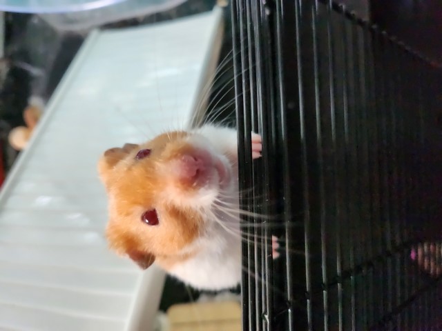 Lumi