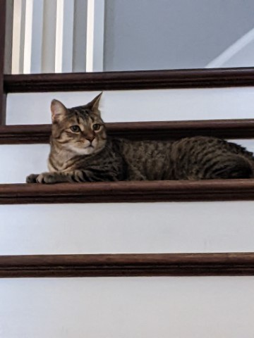 Meeko