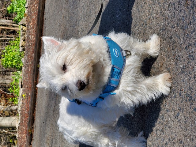 Oakley