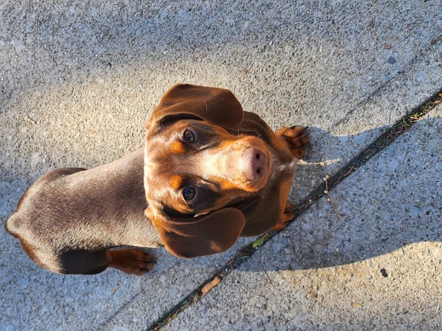 Oscar