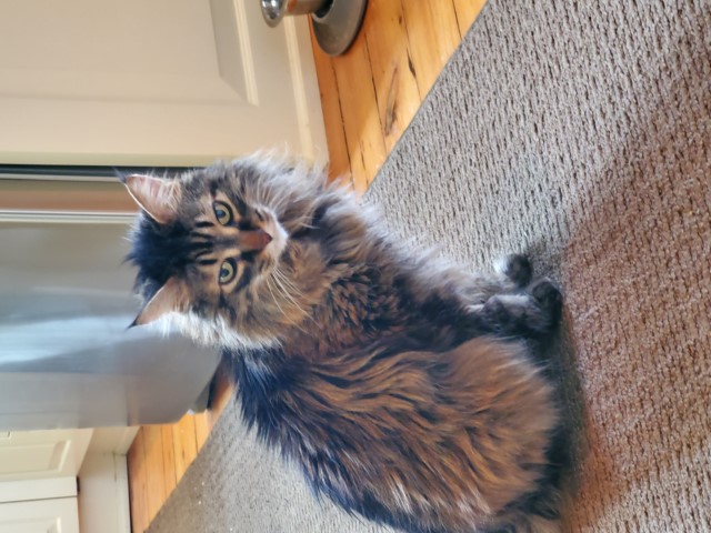 Pedro
