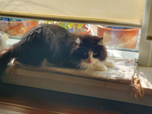 Pico