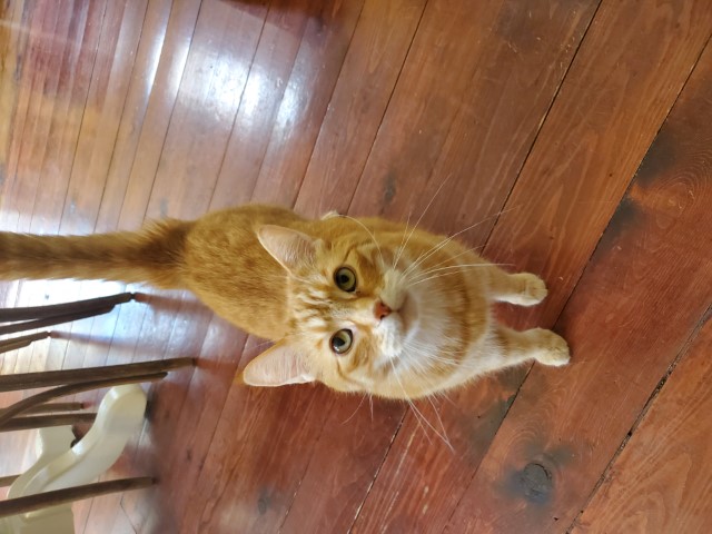 Pumpkin