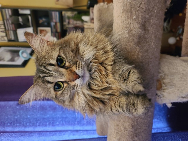 Ripley