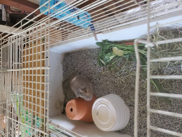 Tobi